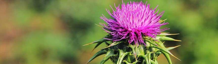 Milk thistle extract