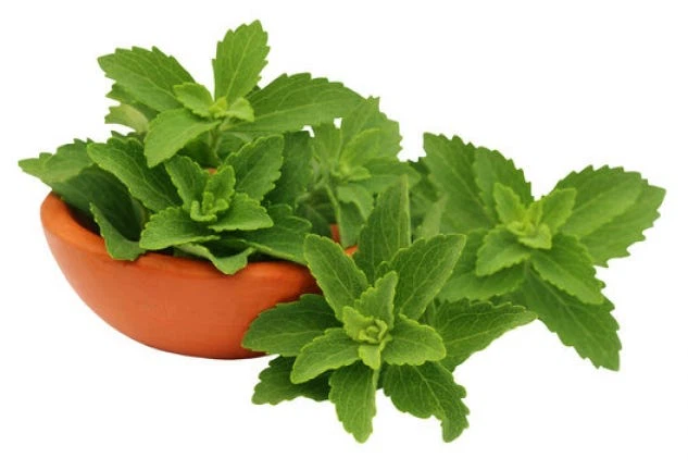 STEVIA EXTRACT STEVIA EXTRACT